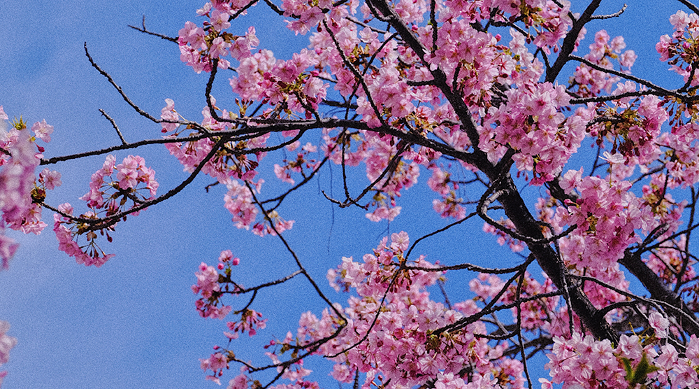 今日春分|美好正當(dāng)時(shí)