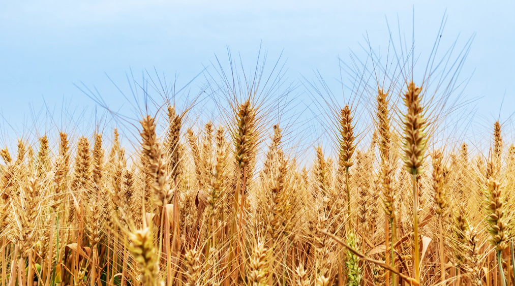 今日芒種|“芒”有所獲 “種”有所得